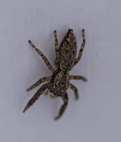 Marpissa muscosa